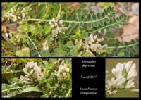 Astragalus-depressus